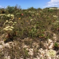 Dunas da Lagoa
